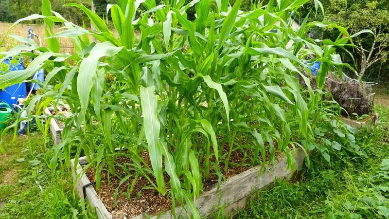 Support Tall Stalks