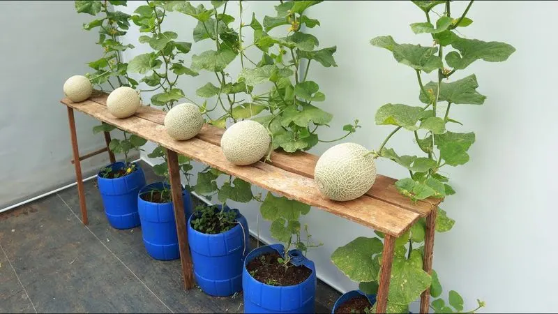 Support Your Plants