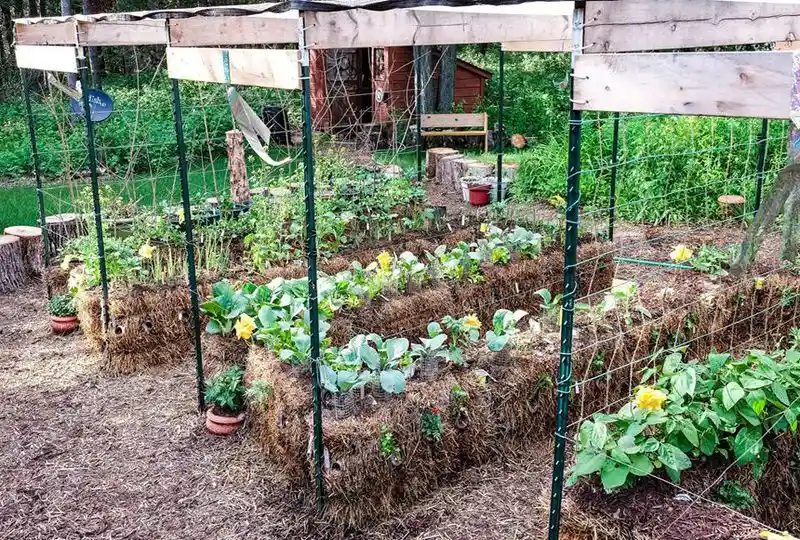 Support for Climbing Plants