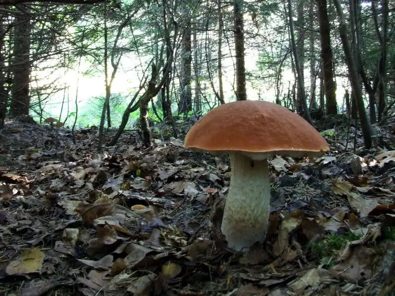 Supporting Biodiversity