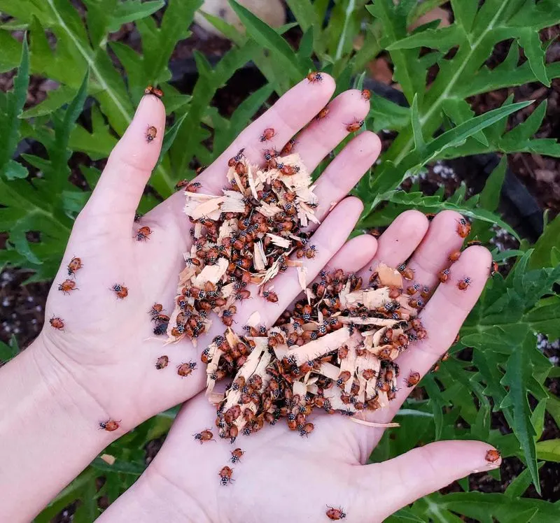 Managing Pests Naturally