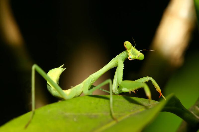 Supports Beneficial Insects