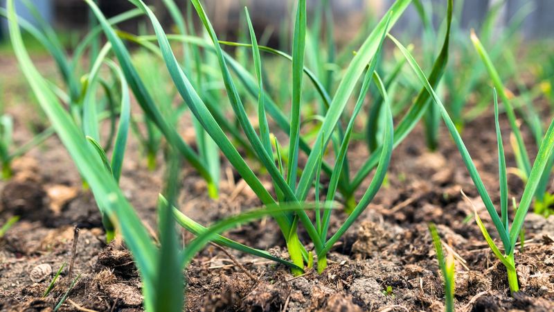 Easy to Grow