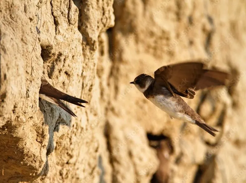 Swallow's Aerial Abode