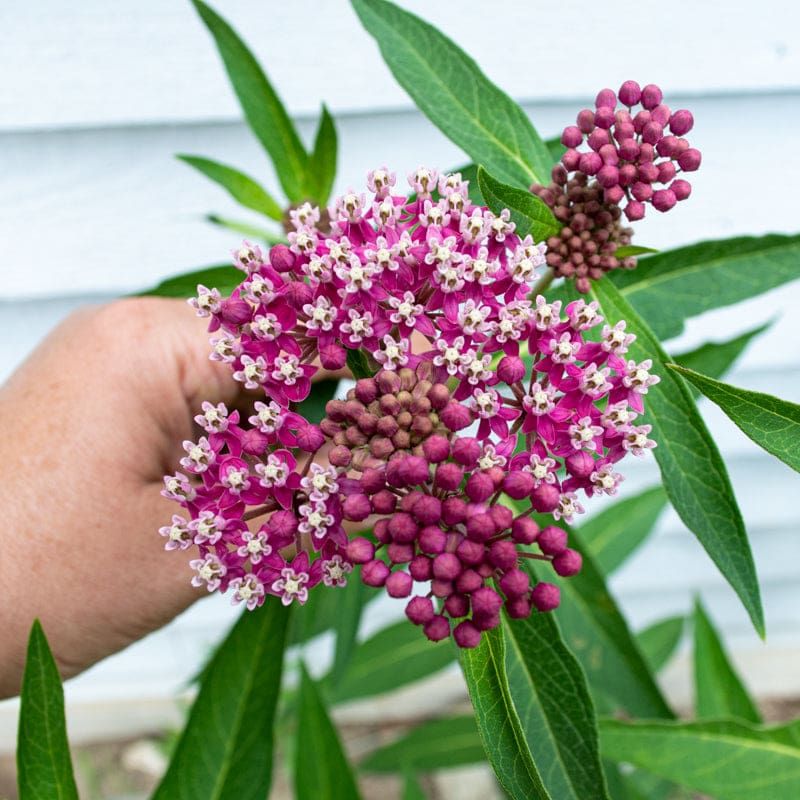 Swamp Milkweed