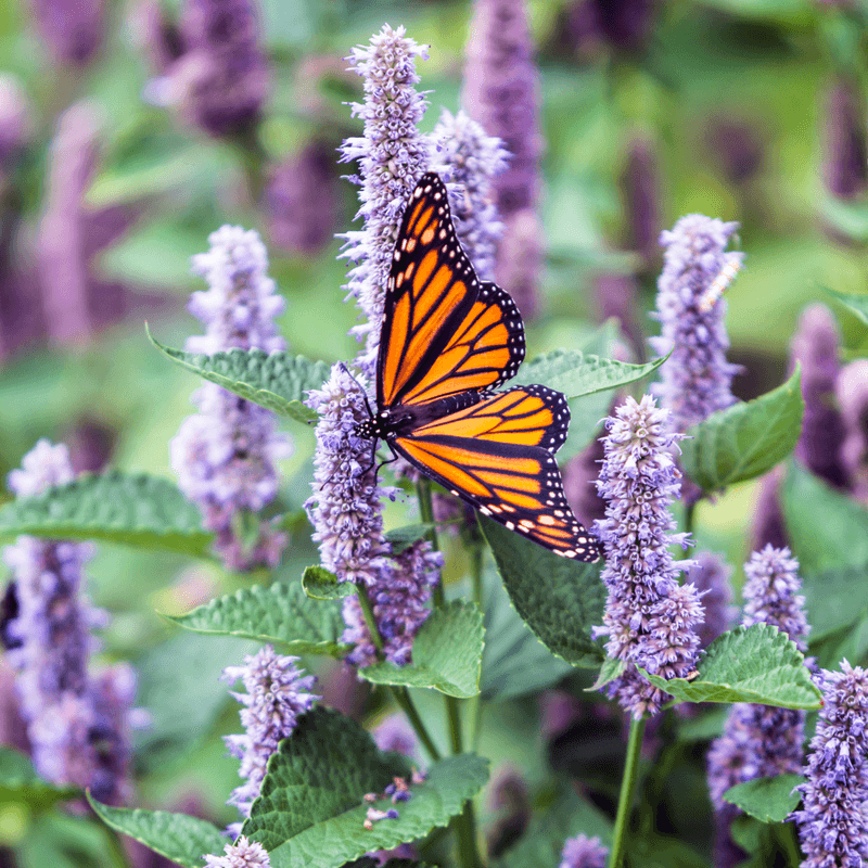Anise Hyssop