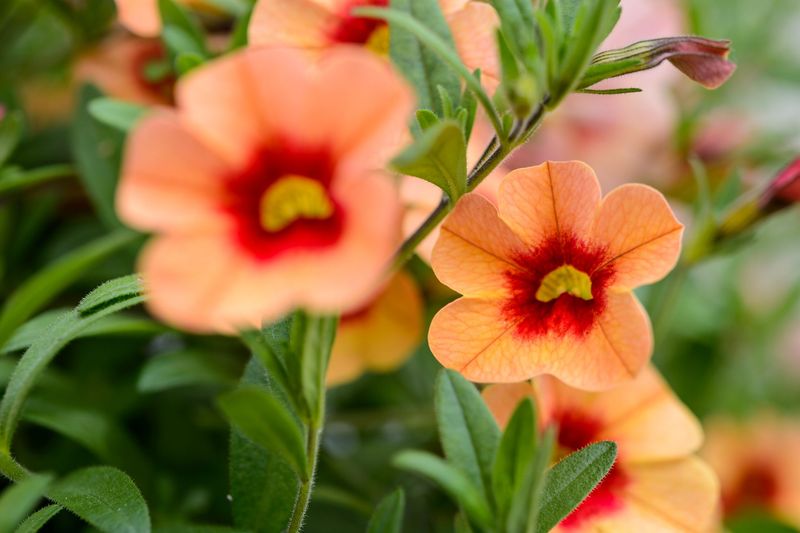 Calibrachoa