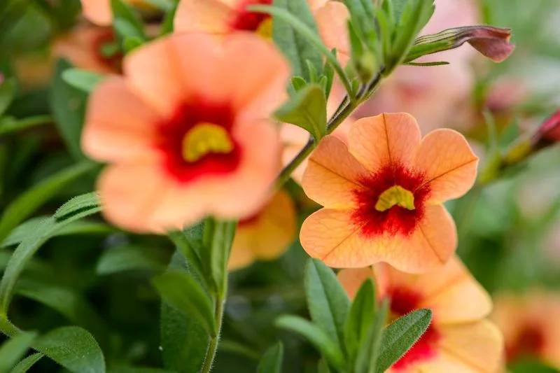 Calibrachoa