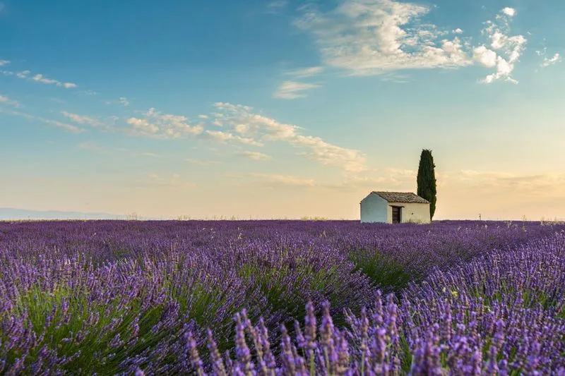 Lavender