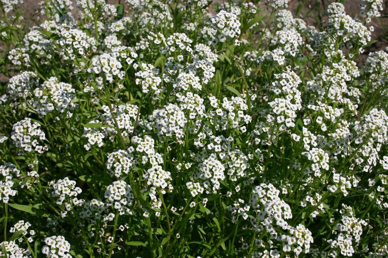 Sweet Alyssum