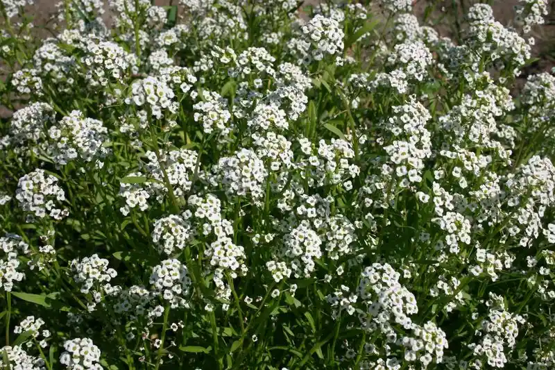 Sweet Alyssum