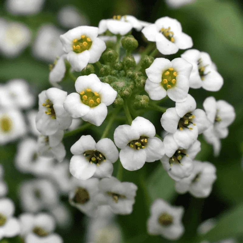 Sweet Alyssum (Lobularia maritima)