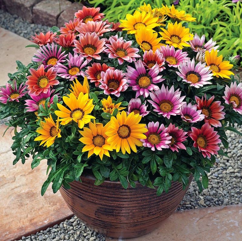 Gazania