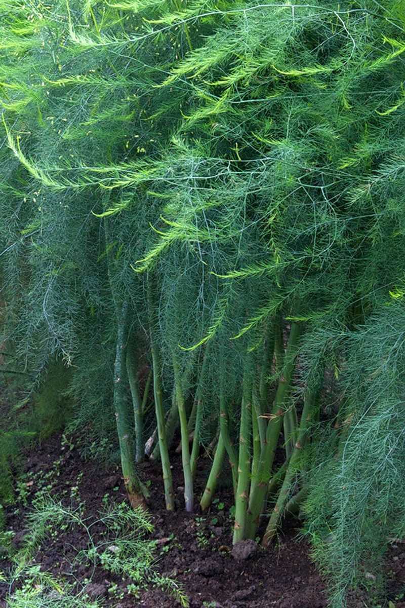 Asparagus