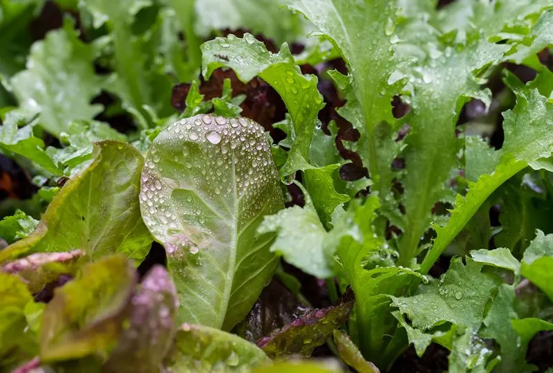 Lettuce