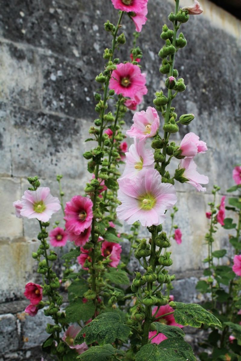 Hollyhock