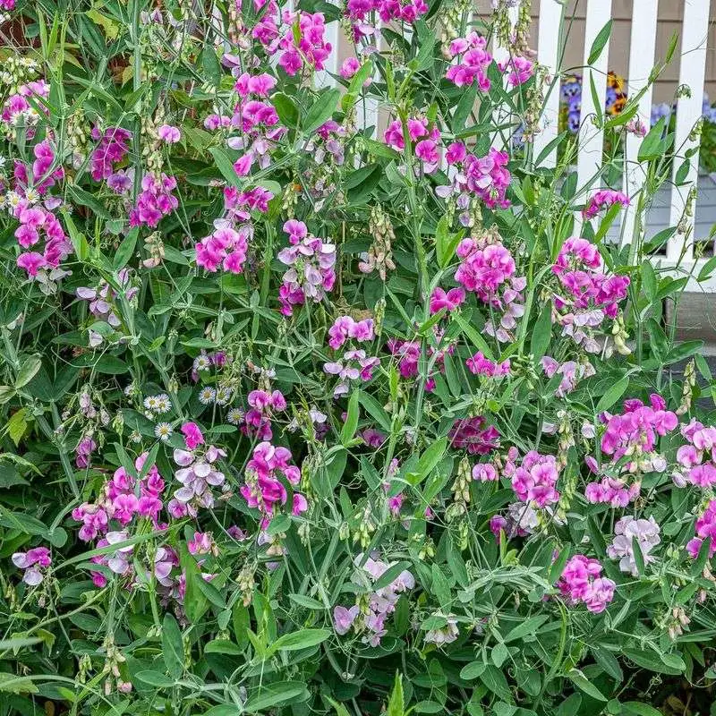 Sweet Pea Simplicity
