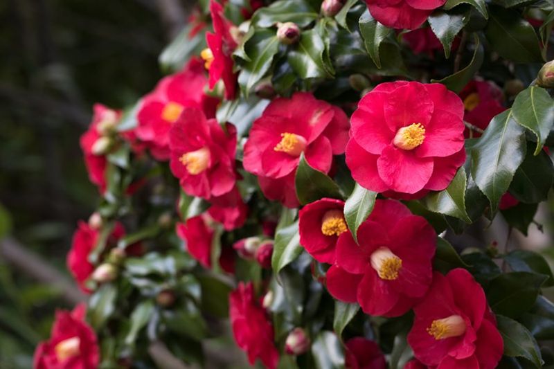 Camellia
