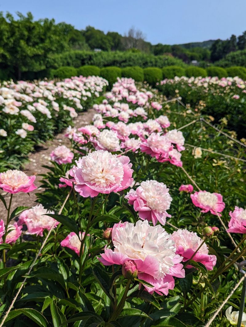 Peonies