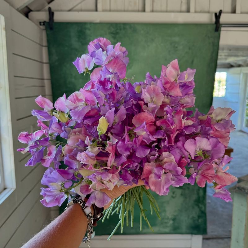 Sweet Peas (Missed)