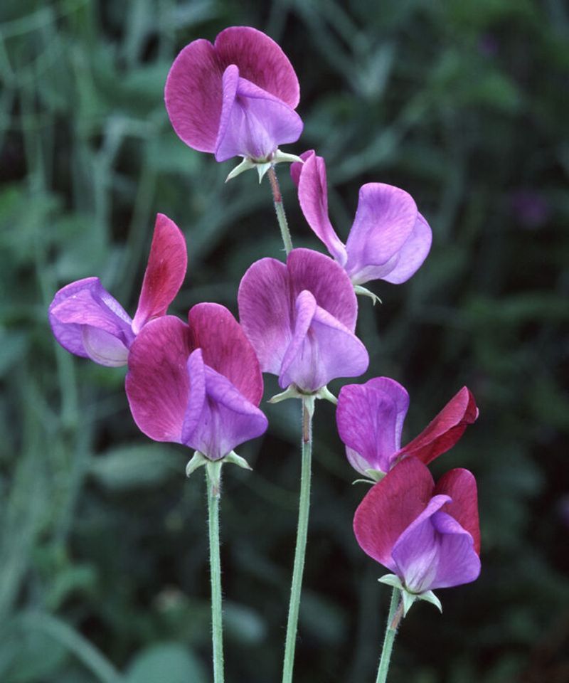 Sweet Peas