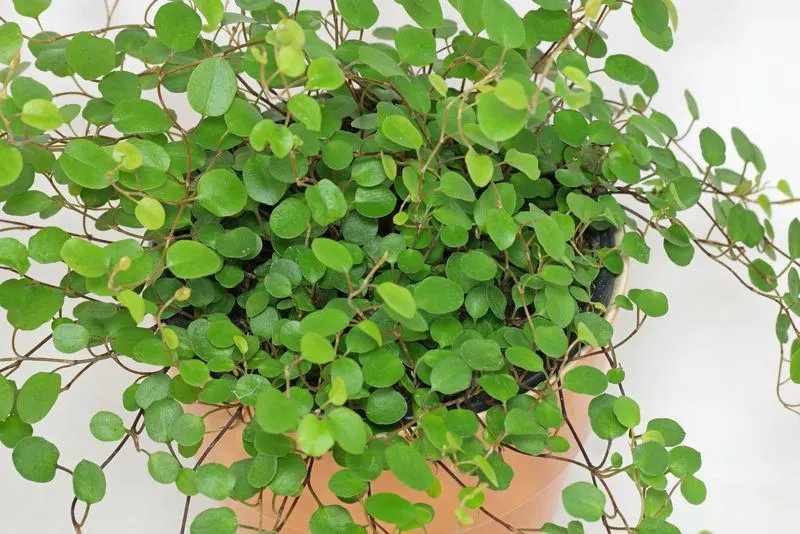 Maidenhair Vine