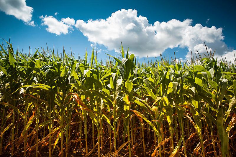 Corn