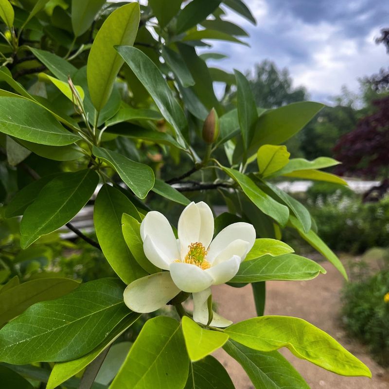 Sweetbay Magnolia