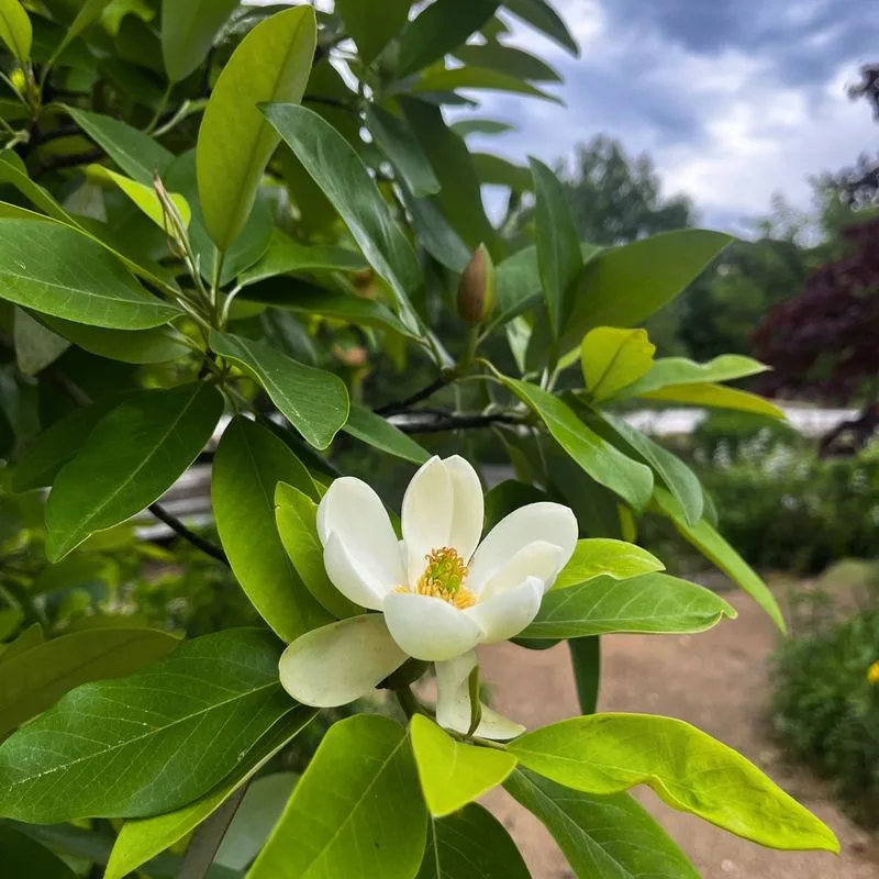 Sweetbay Magnolia