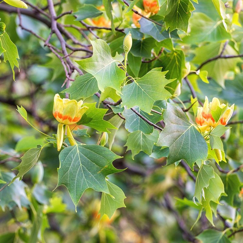 Tulip Tree