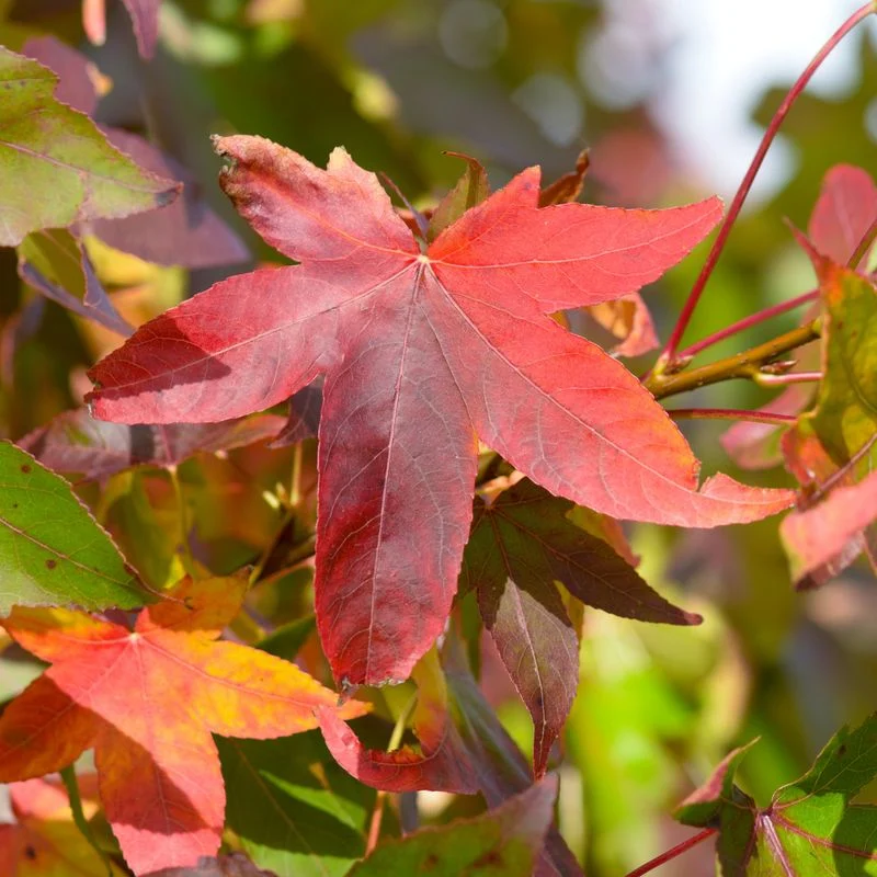 Sweetgum