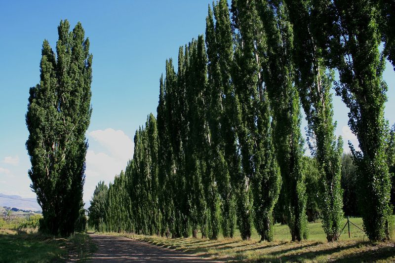 Lombardy Poplar