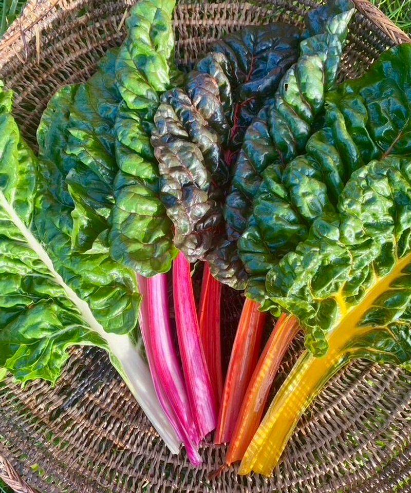 Swiss Chard