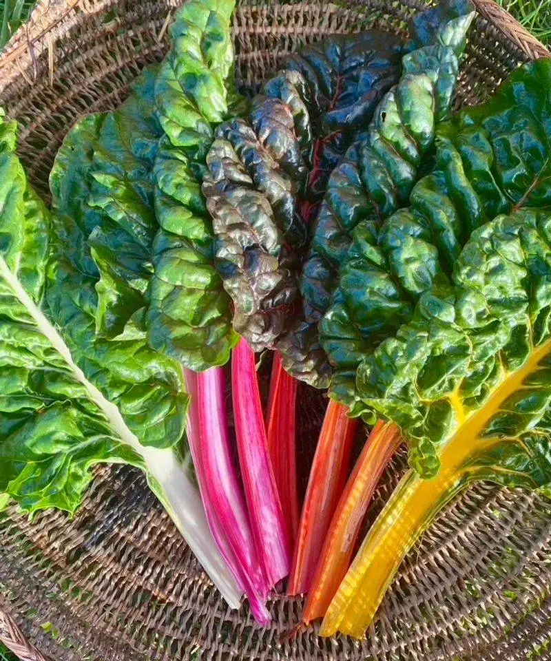 Swiss Chard