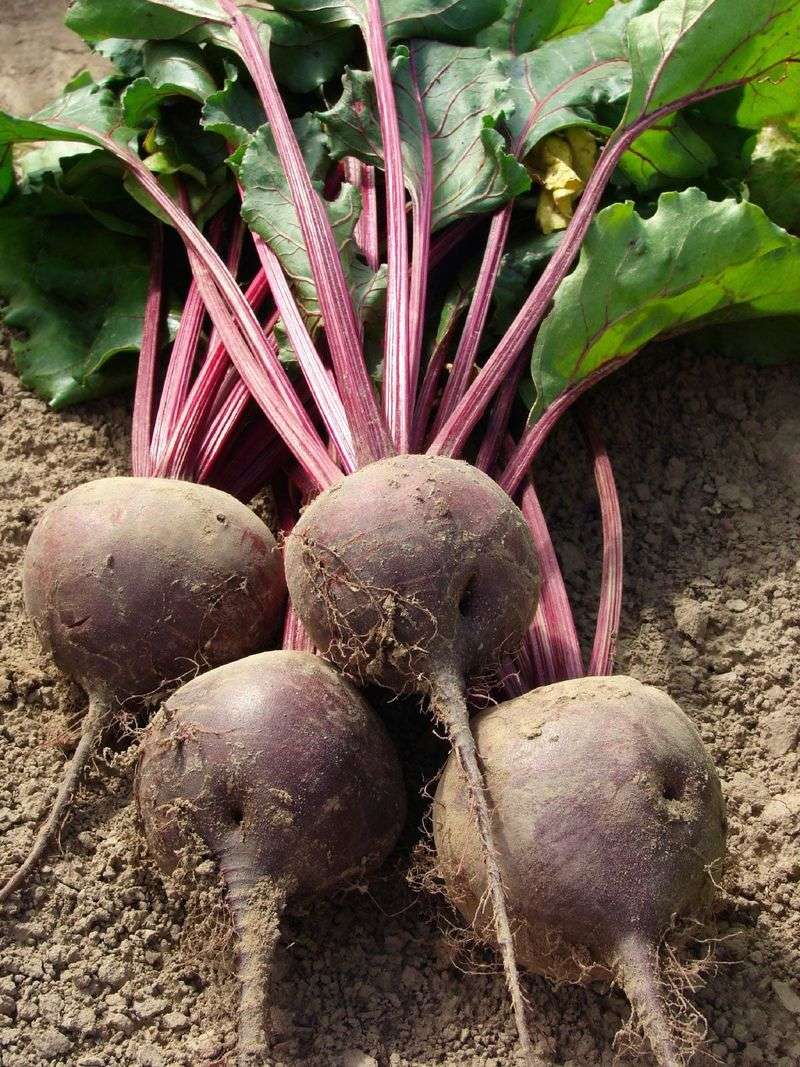 Beets