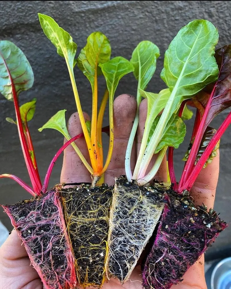 Swiss Chard