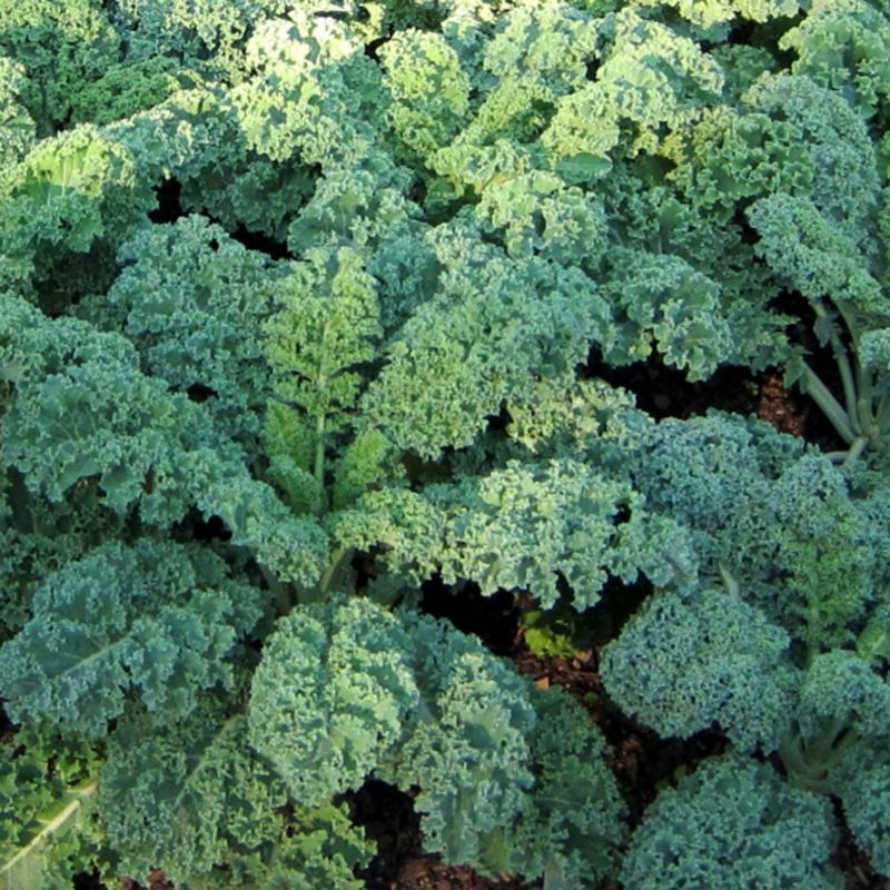 Kale