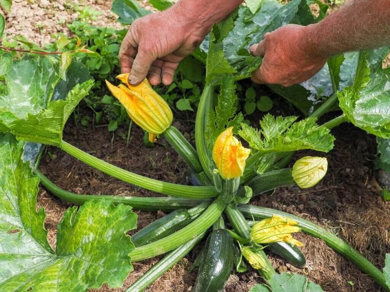 Zucchini