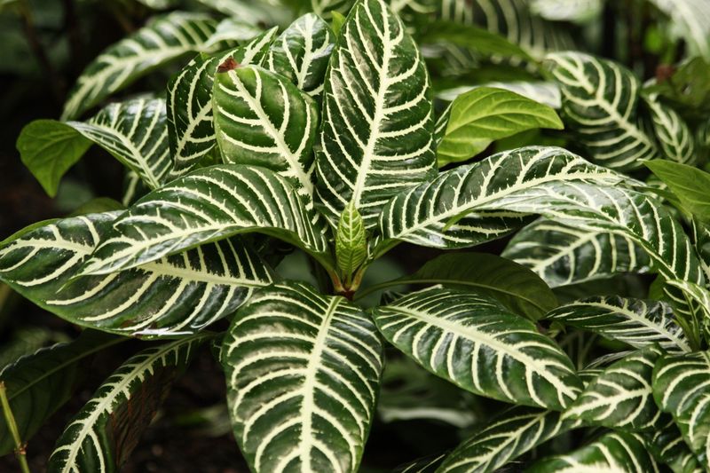 Zebra Plant