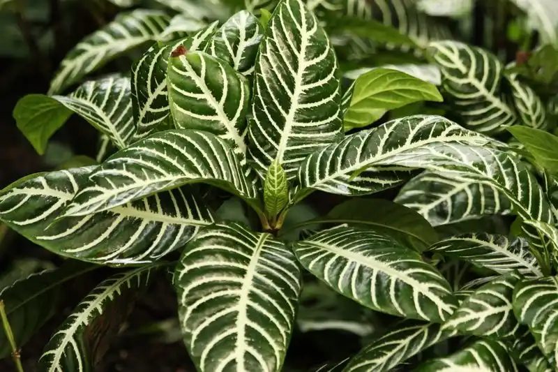 Zebra Plant