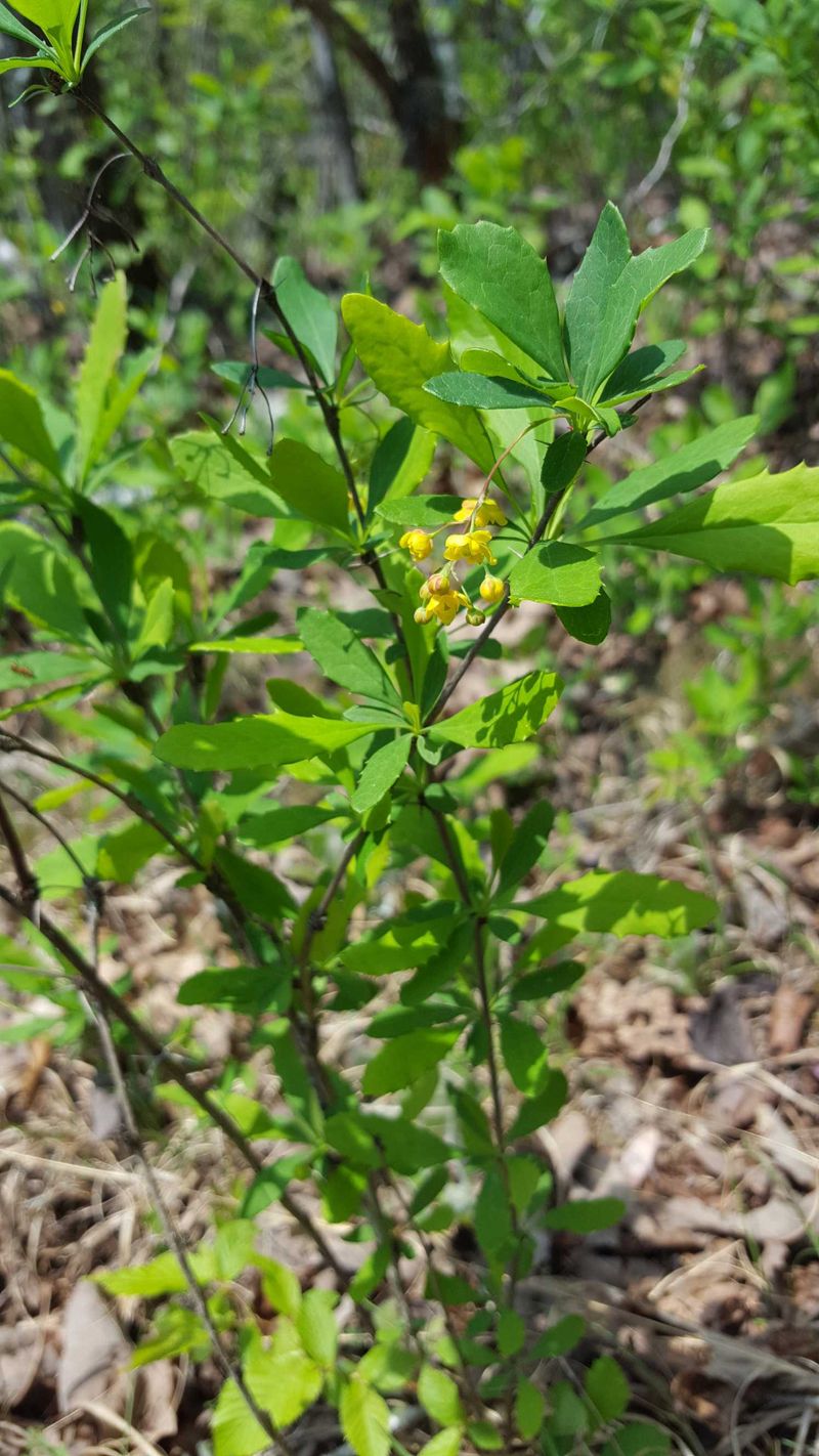 American Barberry