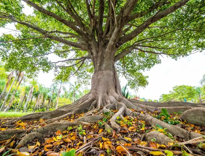 Norway Maple