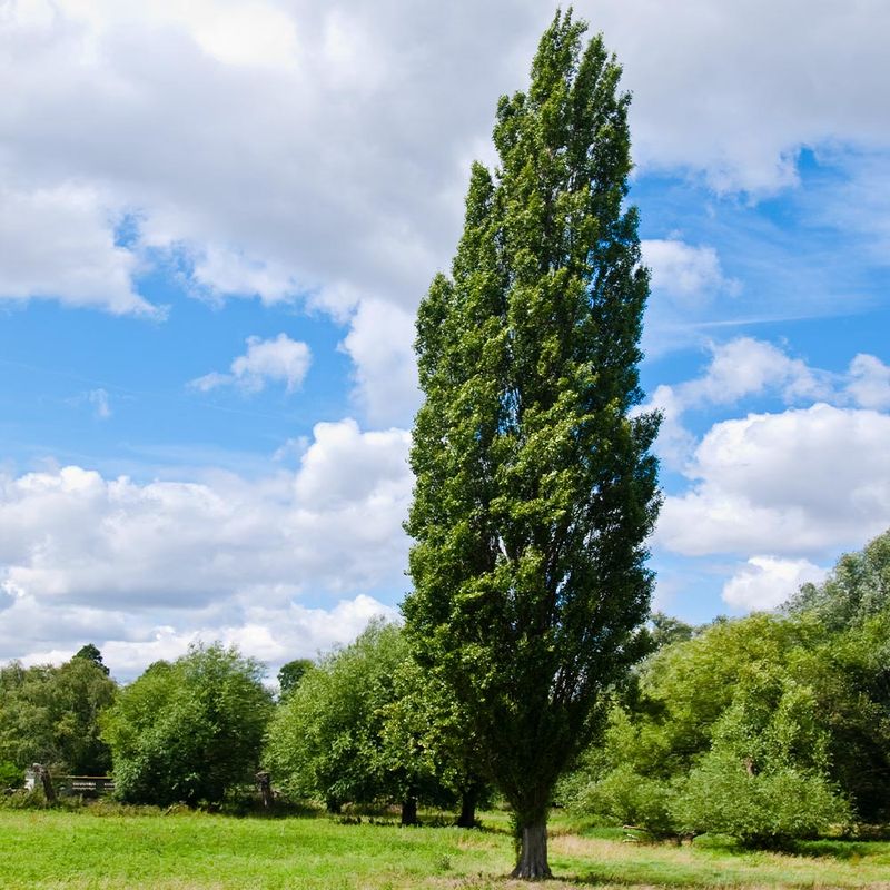 Poplar