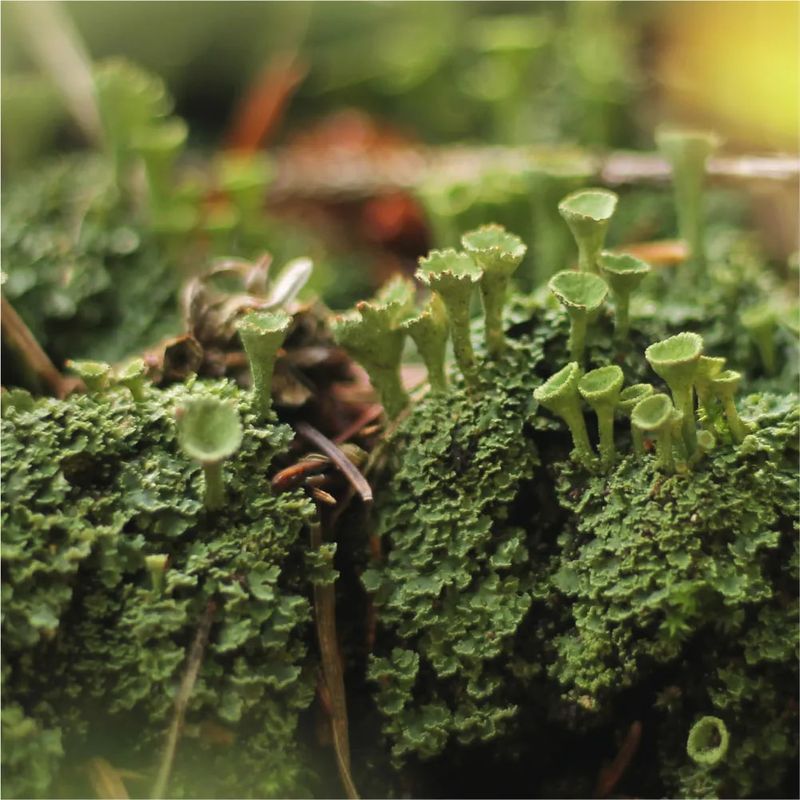 Symbiotic Relationships