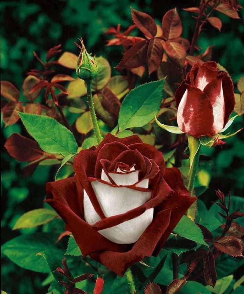 Unique Petal Texture