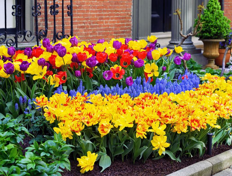 Single Color Planting