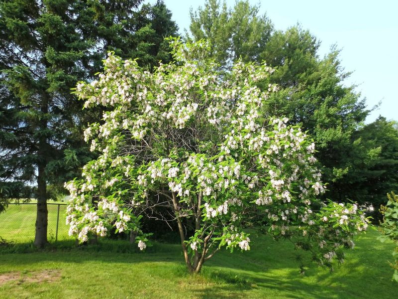 Black Locust