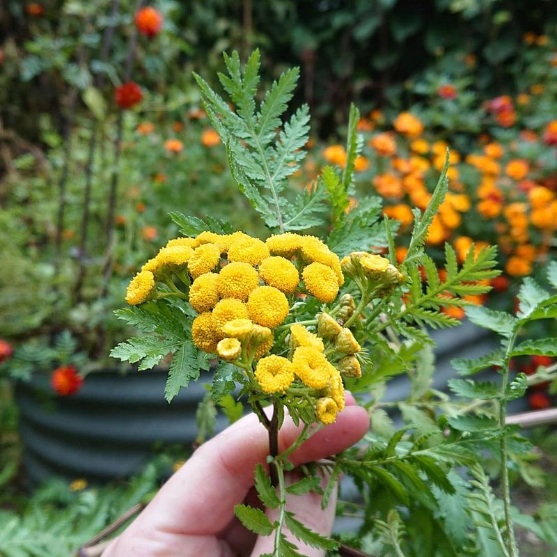 Tansy