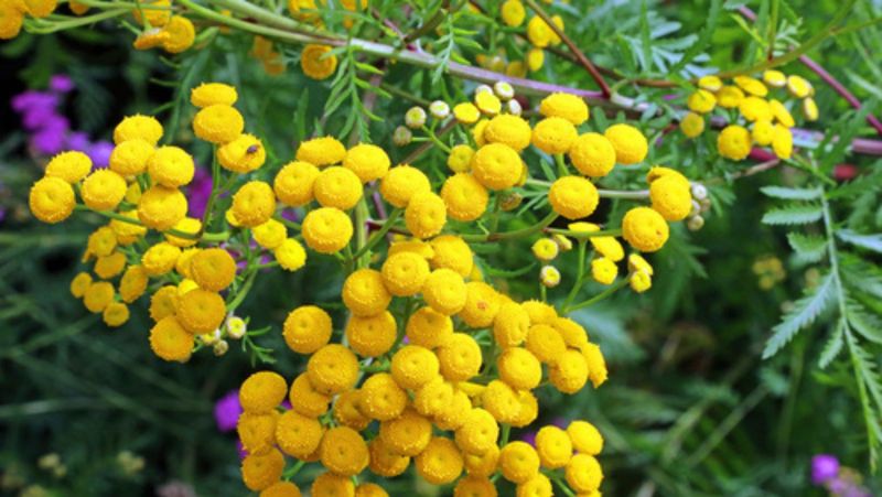 Tansy