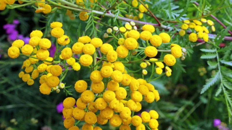 Tansy